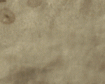 BackgroundWall1-980×120